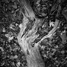 Load image into Gallery viewer, Kodak Professional T-Max 400 Black and White Negative Film (120)